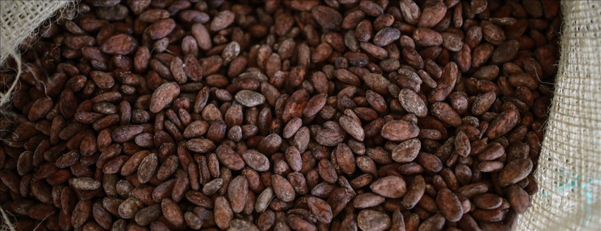 1710773391 166 Kakao fiyatlari rekor kirmaya devam etti Cikolata fiyatlarinin artmasi bekleniyor