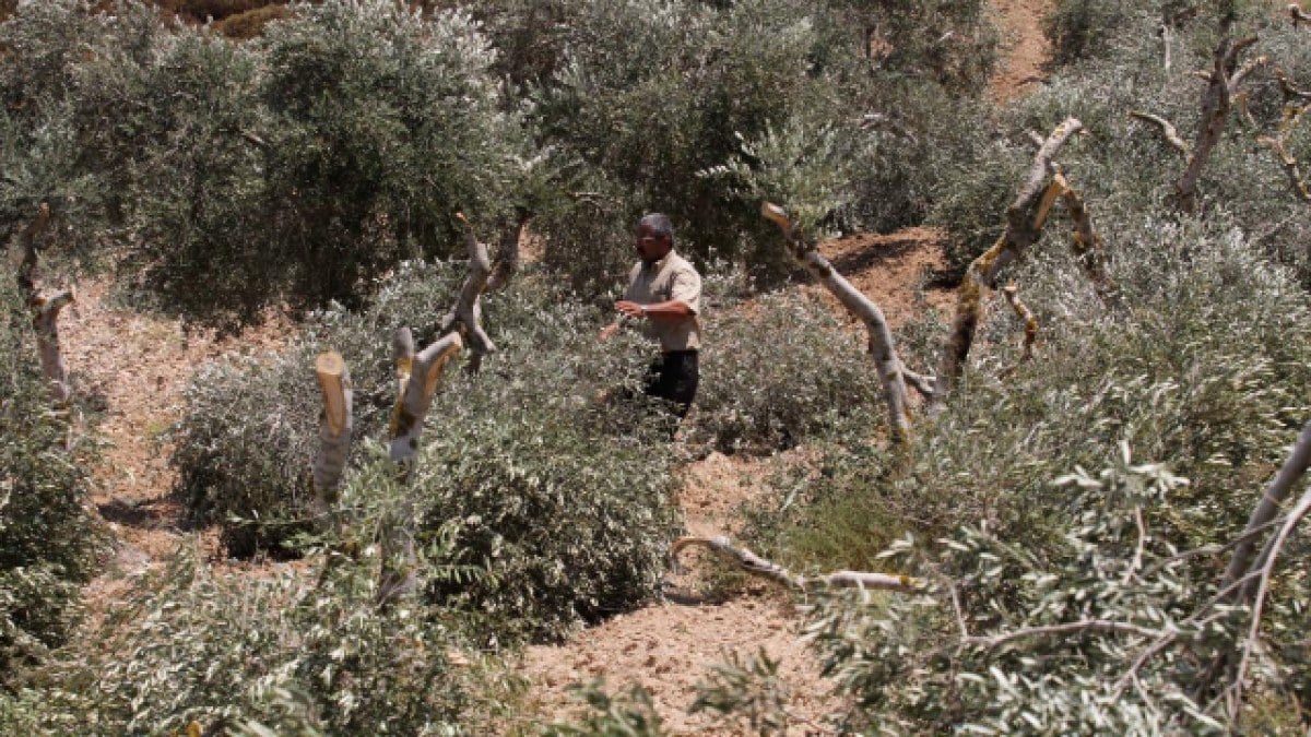 Filistinlilere ait 800 bin zeytin agaci Israil saldirilarinda yok oldu